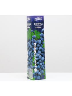 Саженец винограда Кармен Весна 2024, 1 шт.