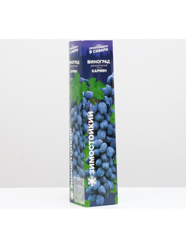 Саженец винограда Кармен Весна 2024, 1 шт.