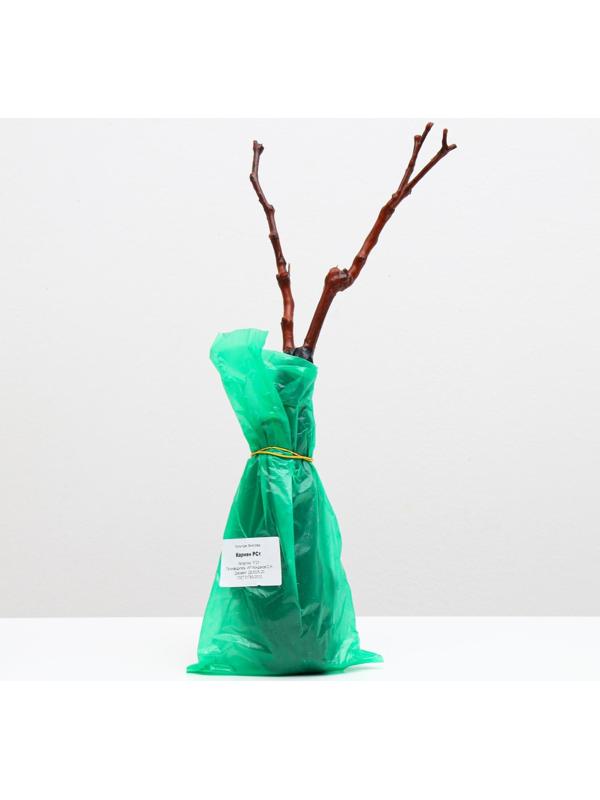 Саженец винограда Кармен Весна 2024, 1 шт.