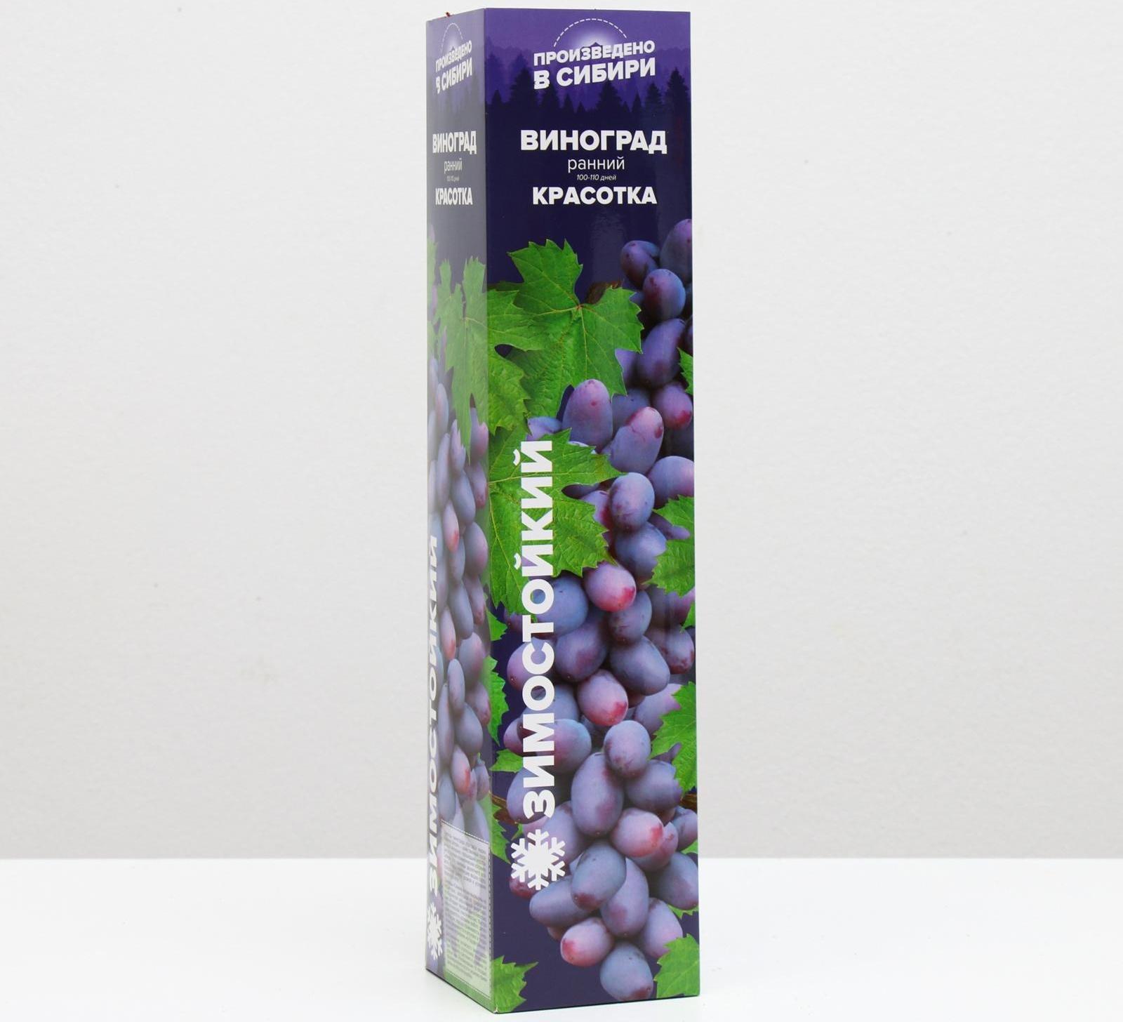 Саженец винограда Красотка Весна 2024, 1 шт.