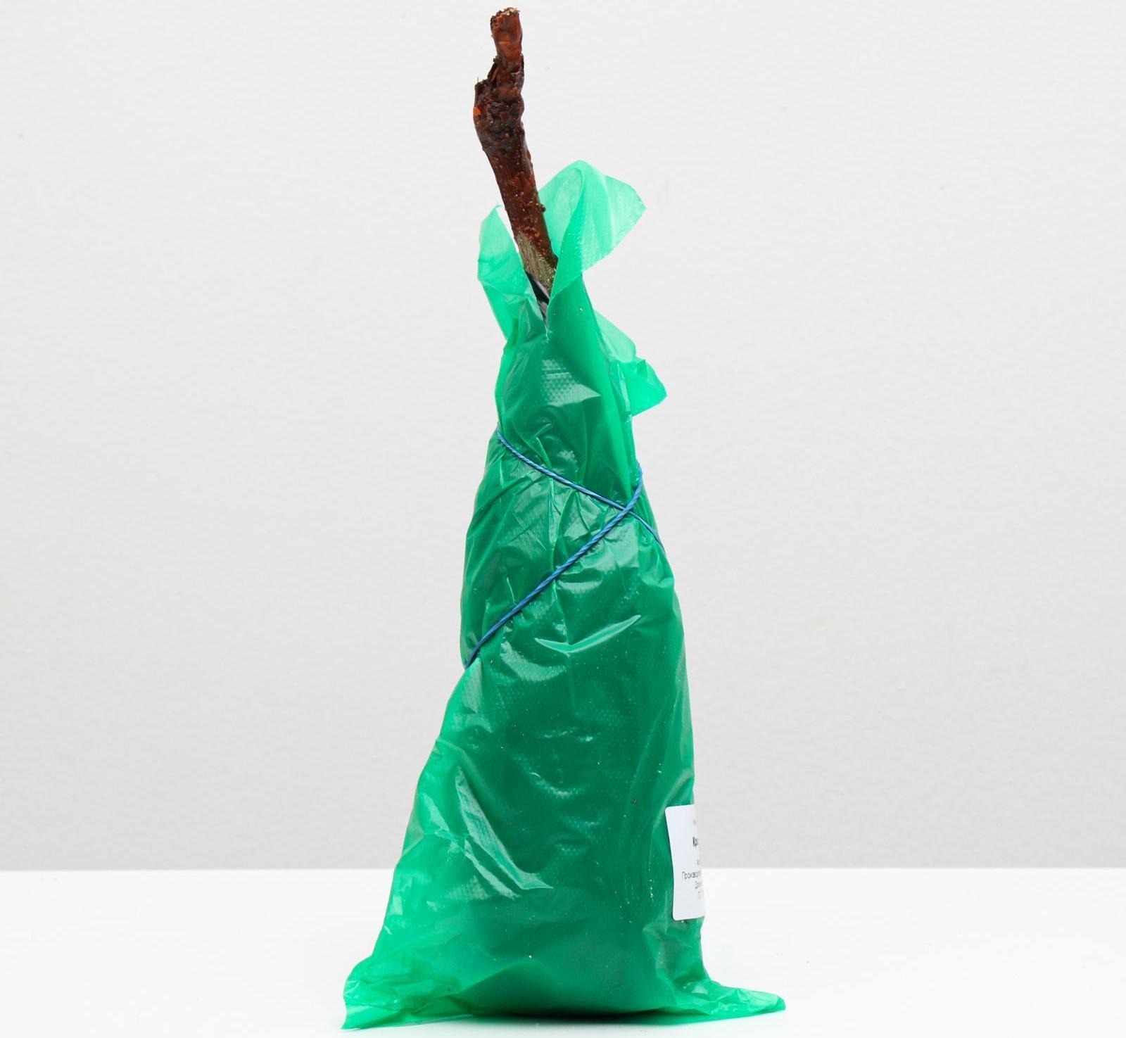 Саженец винограда Красотка Весна 2024, 1 шт.