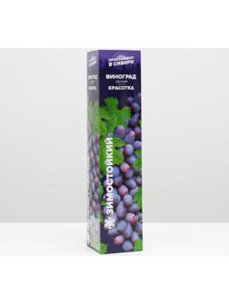 Саженец винограда Красотка Весна 2024, 1 шт.