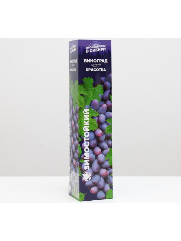 Саженец винограда Красотка Весна 2024, 1 шт.