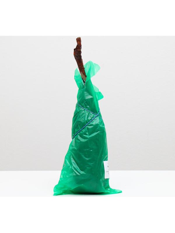 Саженец винограда Красотка Весна 2024, 1 шт.