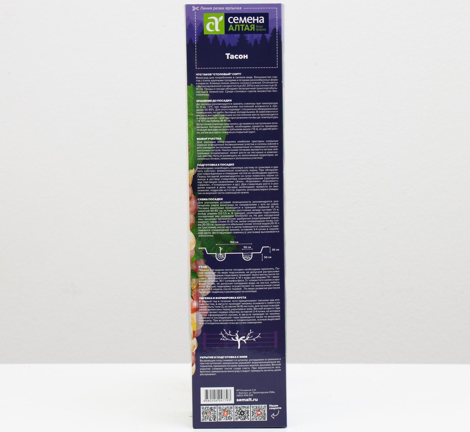 Саженец винограда Тасон Весна 2024, 1 шт.