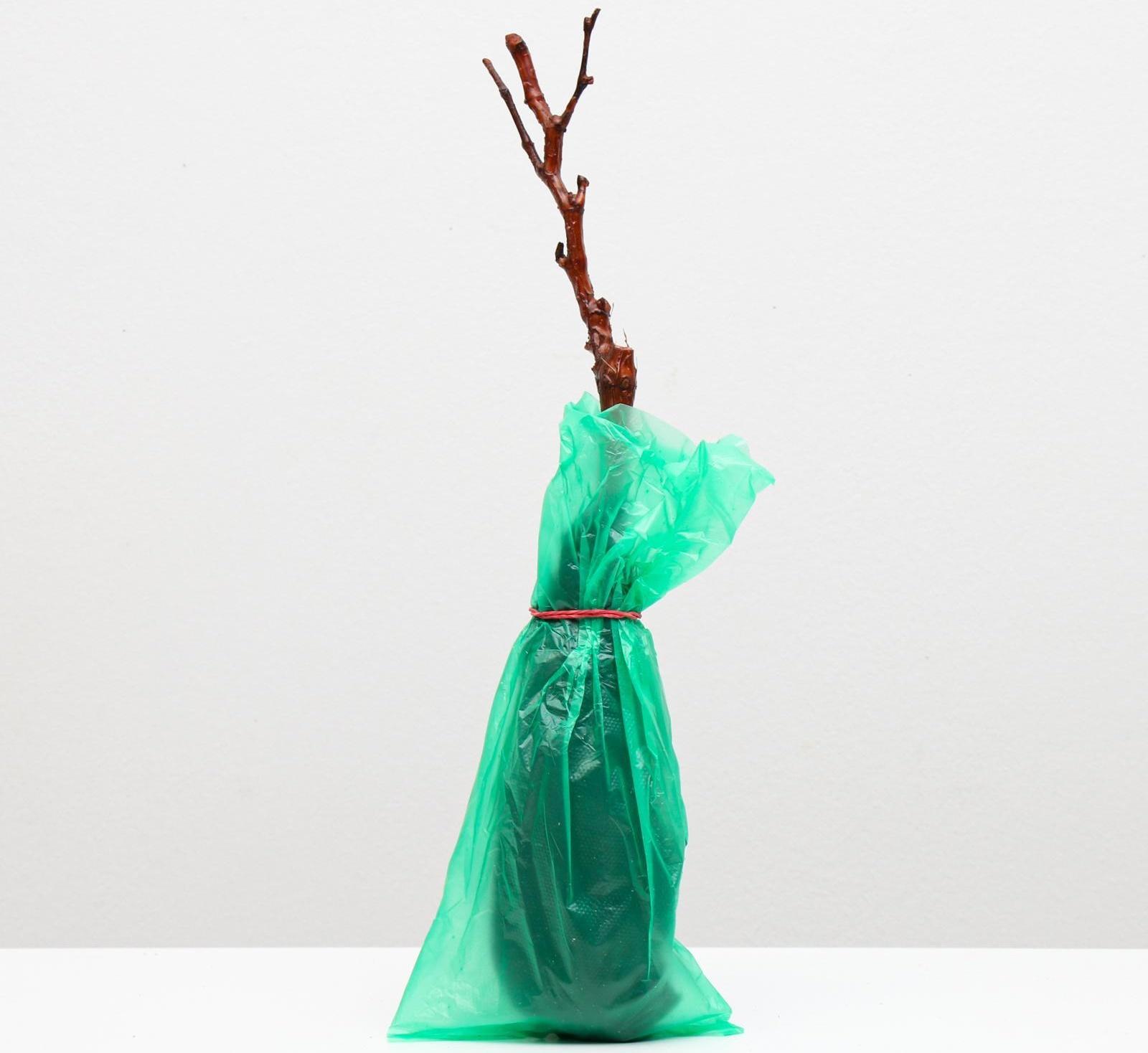 Саженец винограда Тасон Весна 2024, 1 шт.