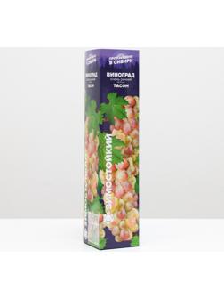 Саженец винограда Тасон Весна 2024, 1 шт.