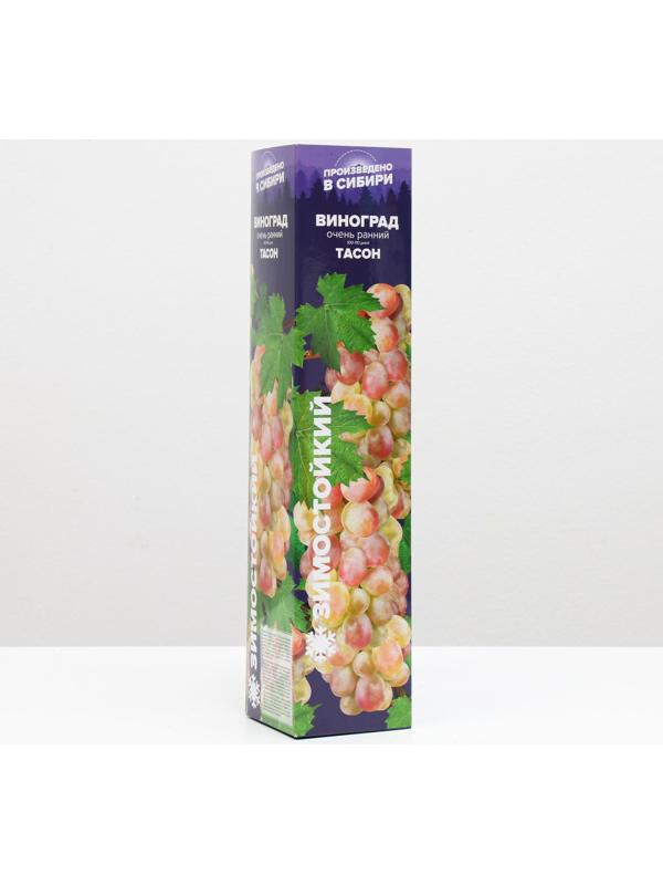 Саженец винограда Тасон Весна 2024, 1 шт.