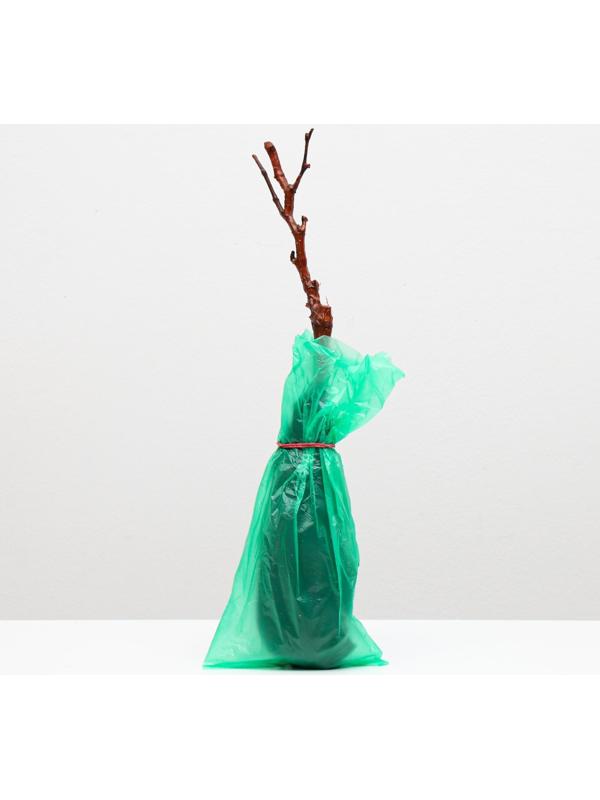 Саженец винограда Тасон Весна 2024, 1 шт.