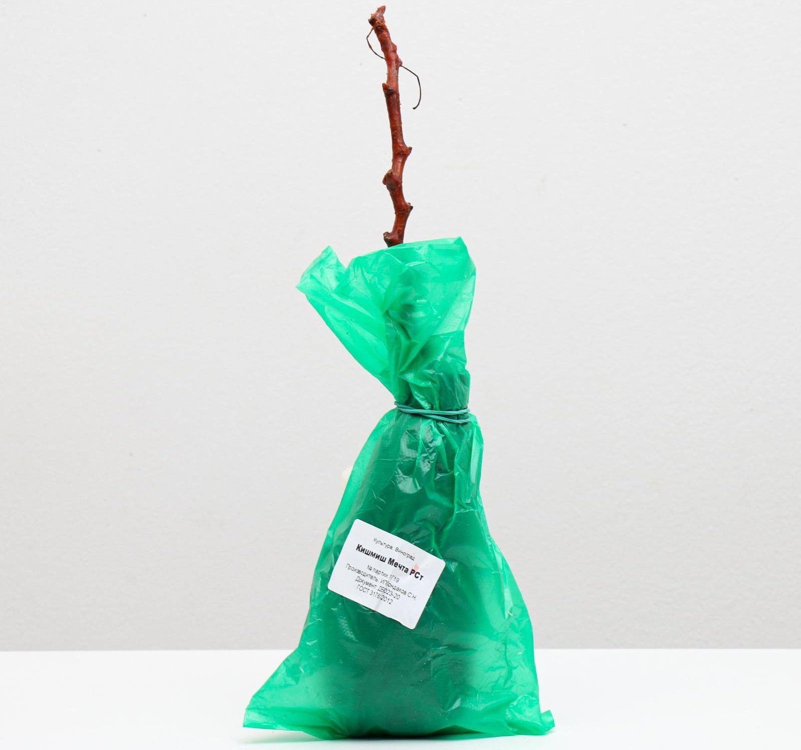 Саженец винограда Кишмиш Мечта Весна 2024, 1 шт.