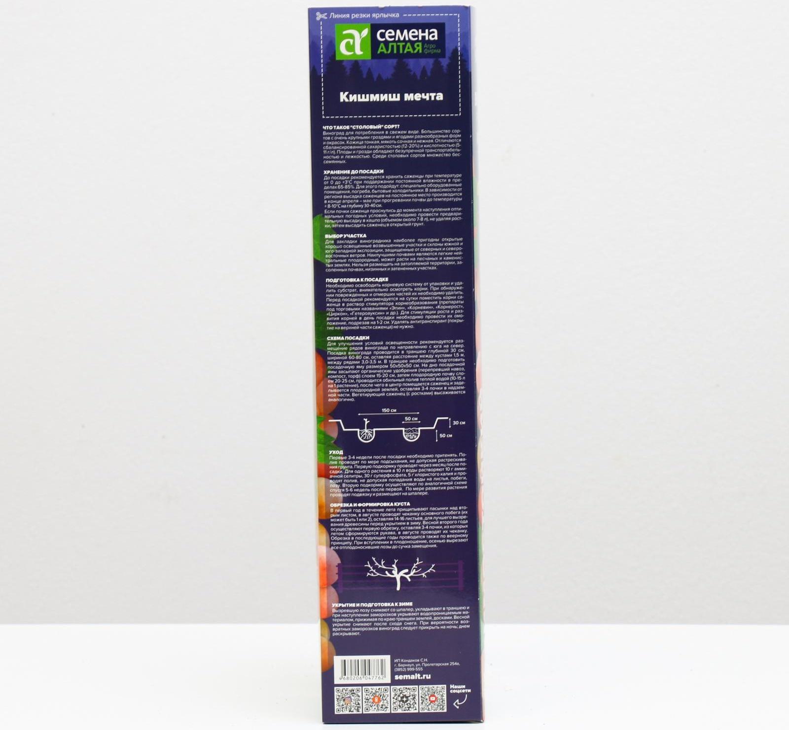 Саженец винограда Кишмиш Мечта Весна 2024, 1 шт.