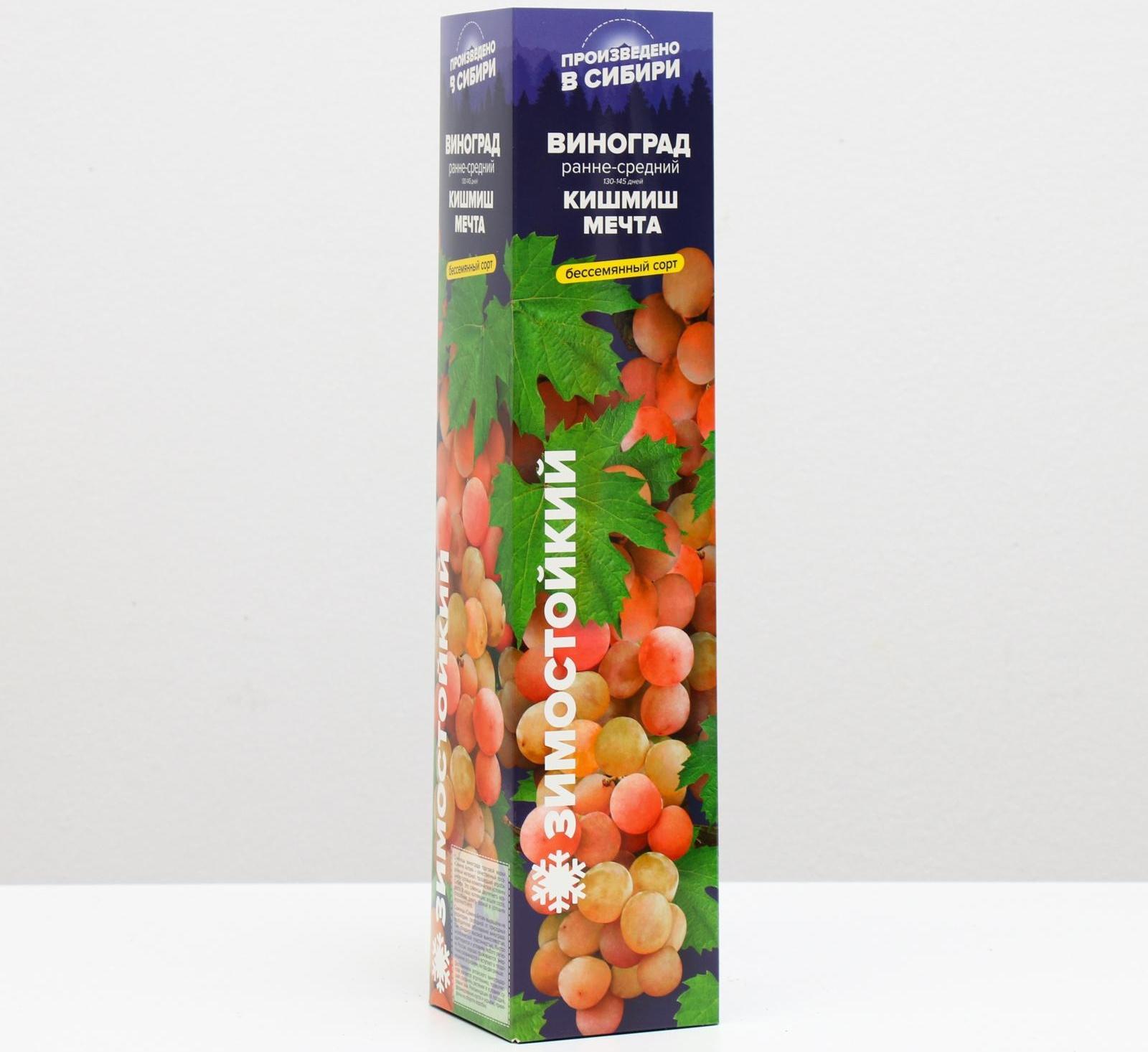 Саженец винограда Кишмиш Мечта Весна 2024, 1 шт.