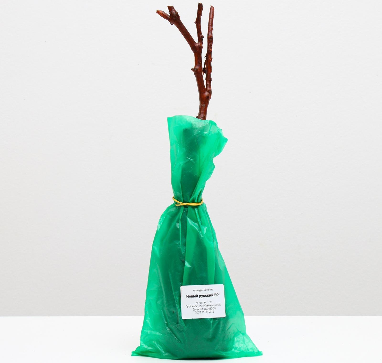 Саженец винограда Новый русский Весна 2024, 1 шт.