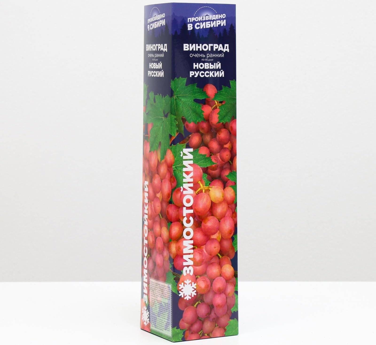 Саженец винограда Новый русский Весна 2024, 1 шт.