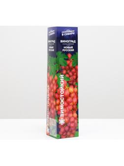 Саженец винограда Новый русский Весна 2024, 1 шт.