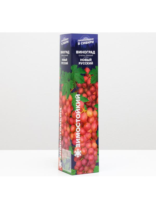 Саженец винограда Новый русский Весна 2024, 1 шт.