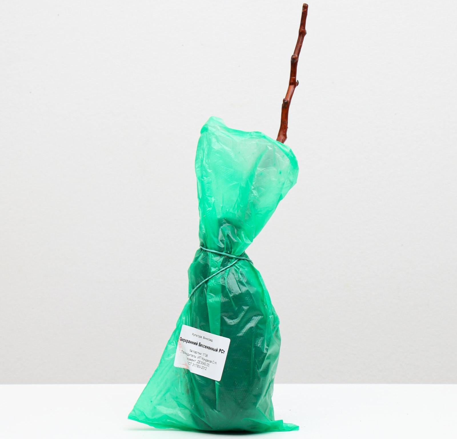 Саженец винограда Сверхранний Бессемянный Весна 2024, 1 шт.