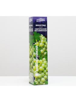 Саженец винограда Сверхранний Бессемянный Весна 2024, 1 шт.