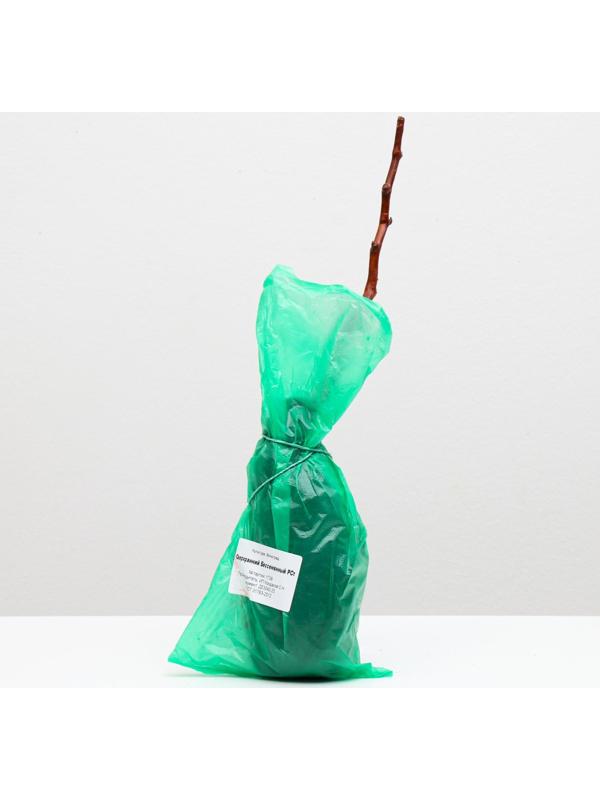 Саженец винограда Сверхранний Бессемянный Весна 2024, 1 шт.