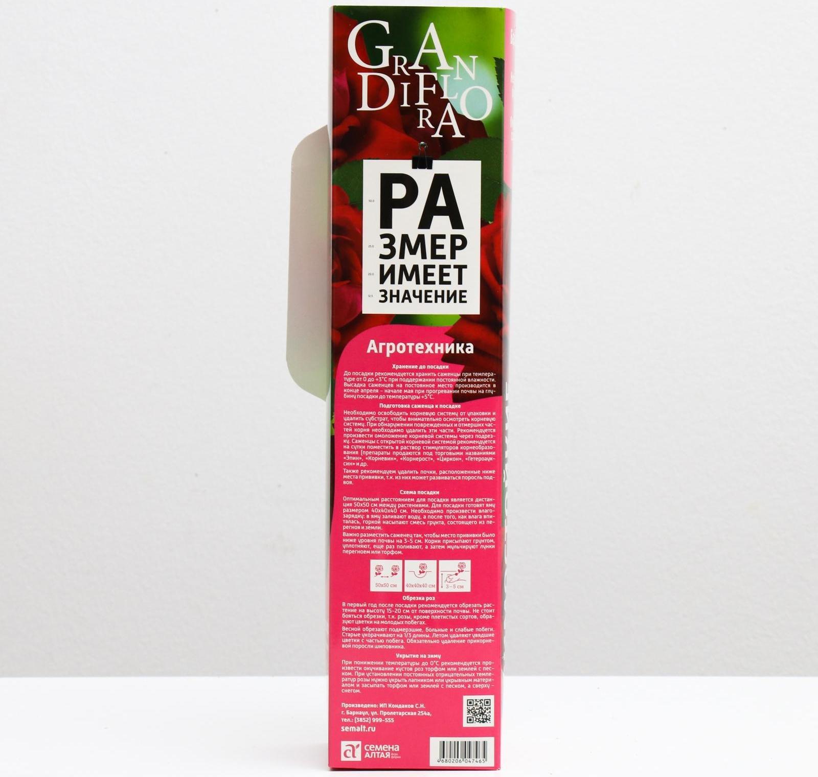 Саженец розы Дюссельдорф Серия 