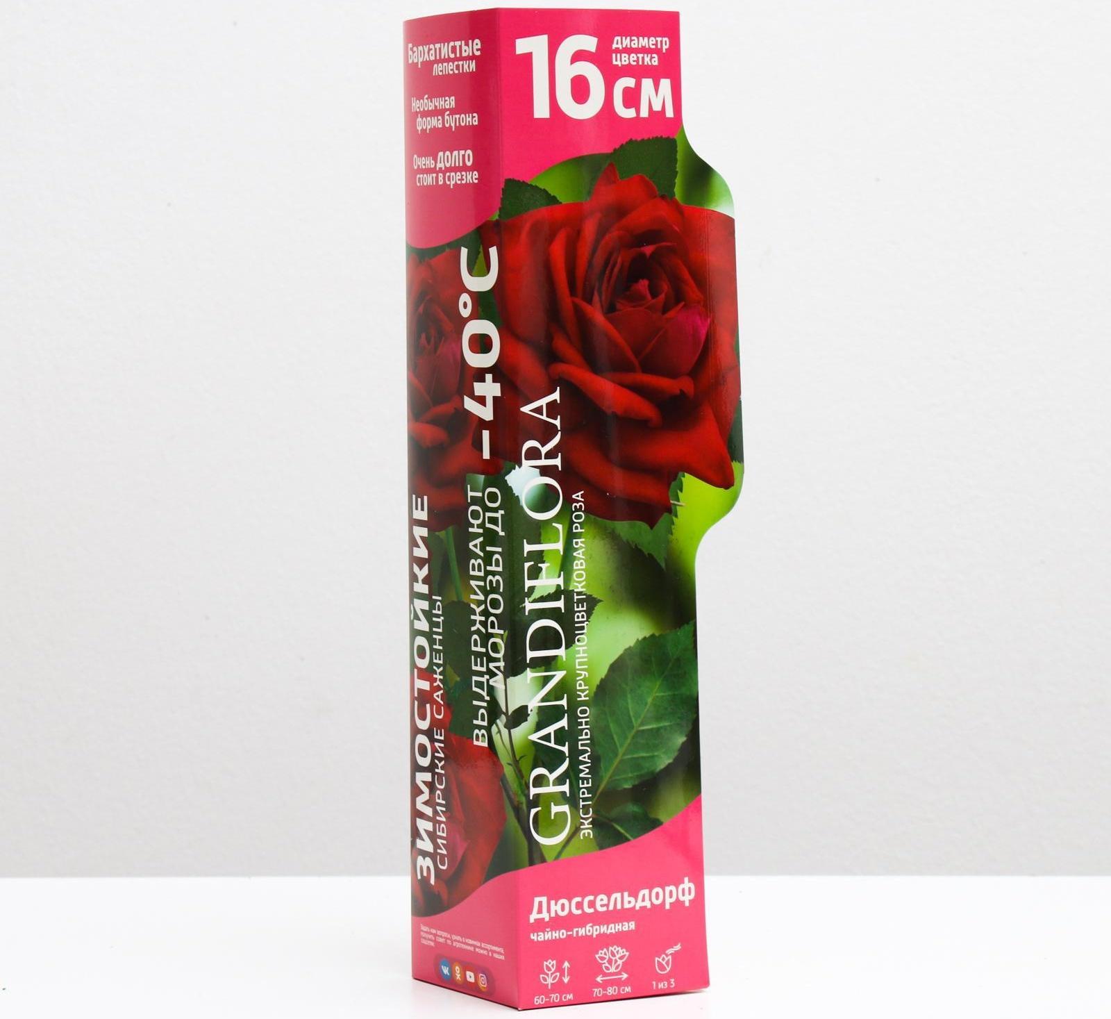 Саженец розы Дюссельдорф Серия 