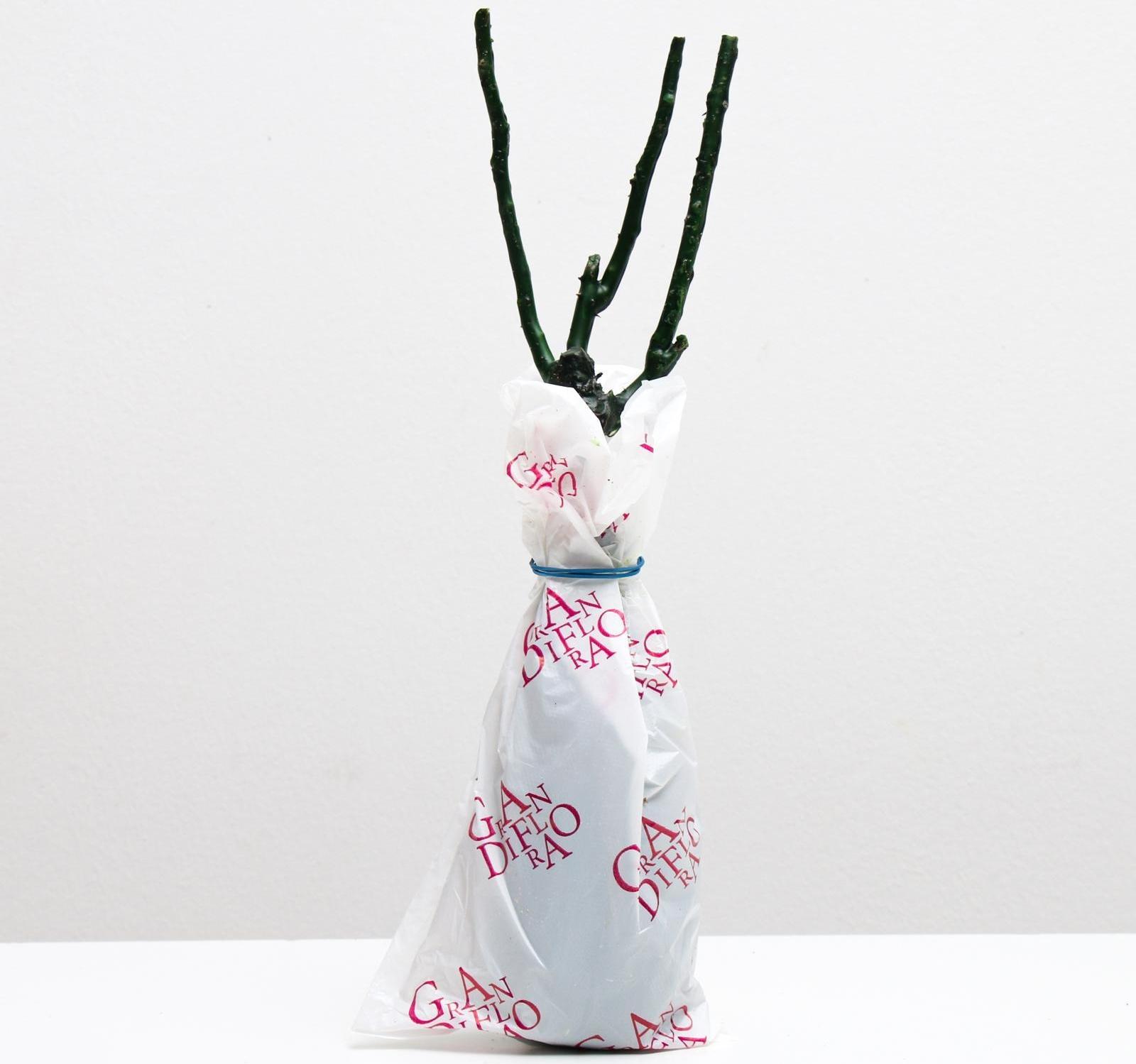 Саженец розы Дюссельдорф Серия 