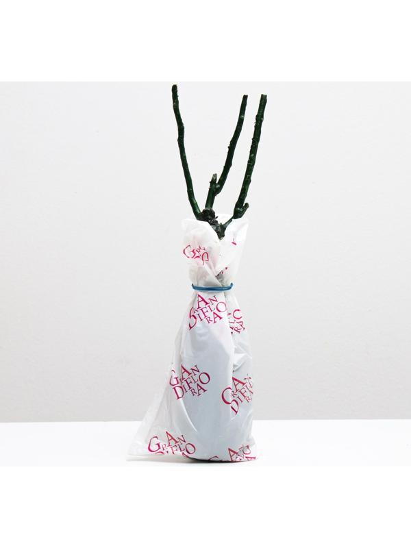 Саженец розы Дюссельдорф Серия 