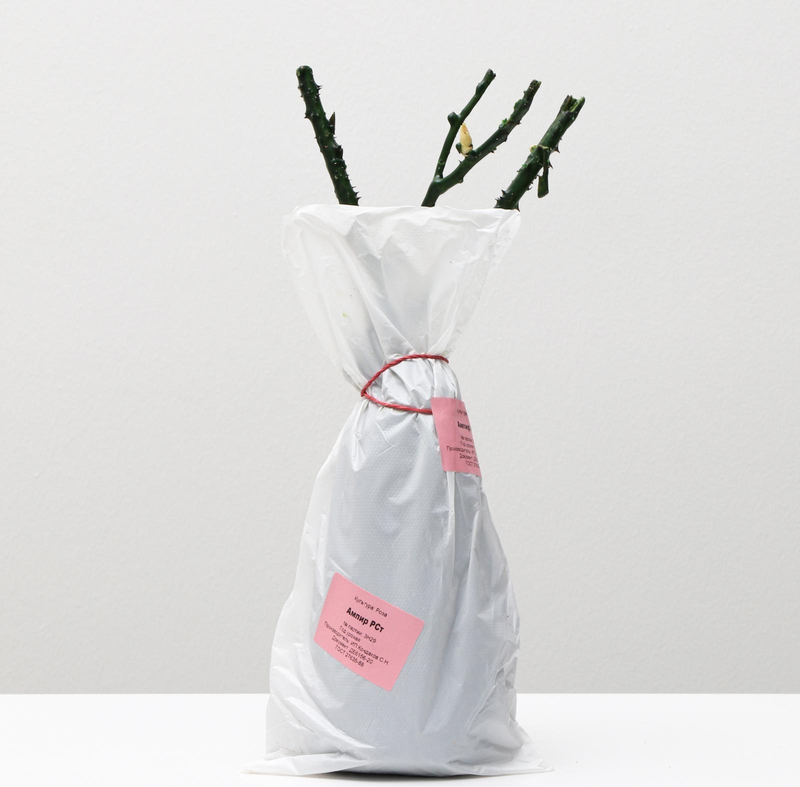 Саженец розы Ампир Весна 2024, 1 шт.