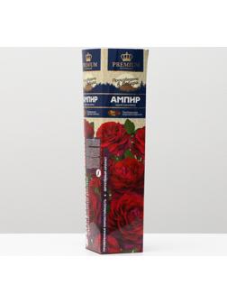 Саженец розы Ампир Весна 2024, 1 шт.