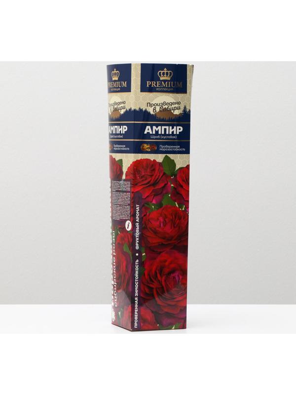 Саженец розы Ампир Весна 2024, 1 шт.