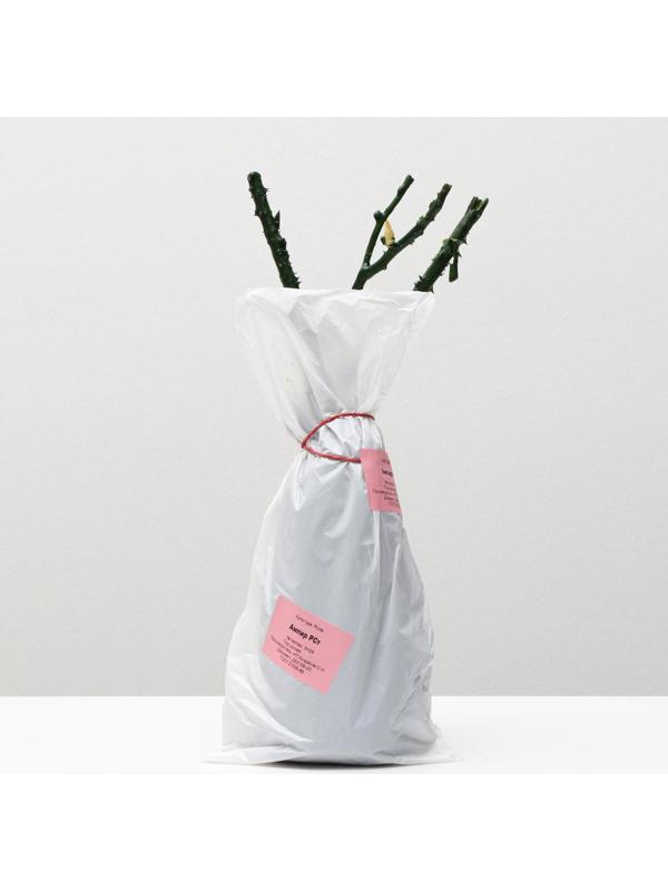 Саженец розы Ампир Весна 2024, 1 шт.