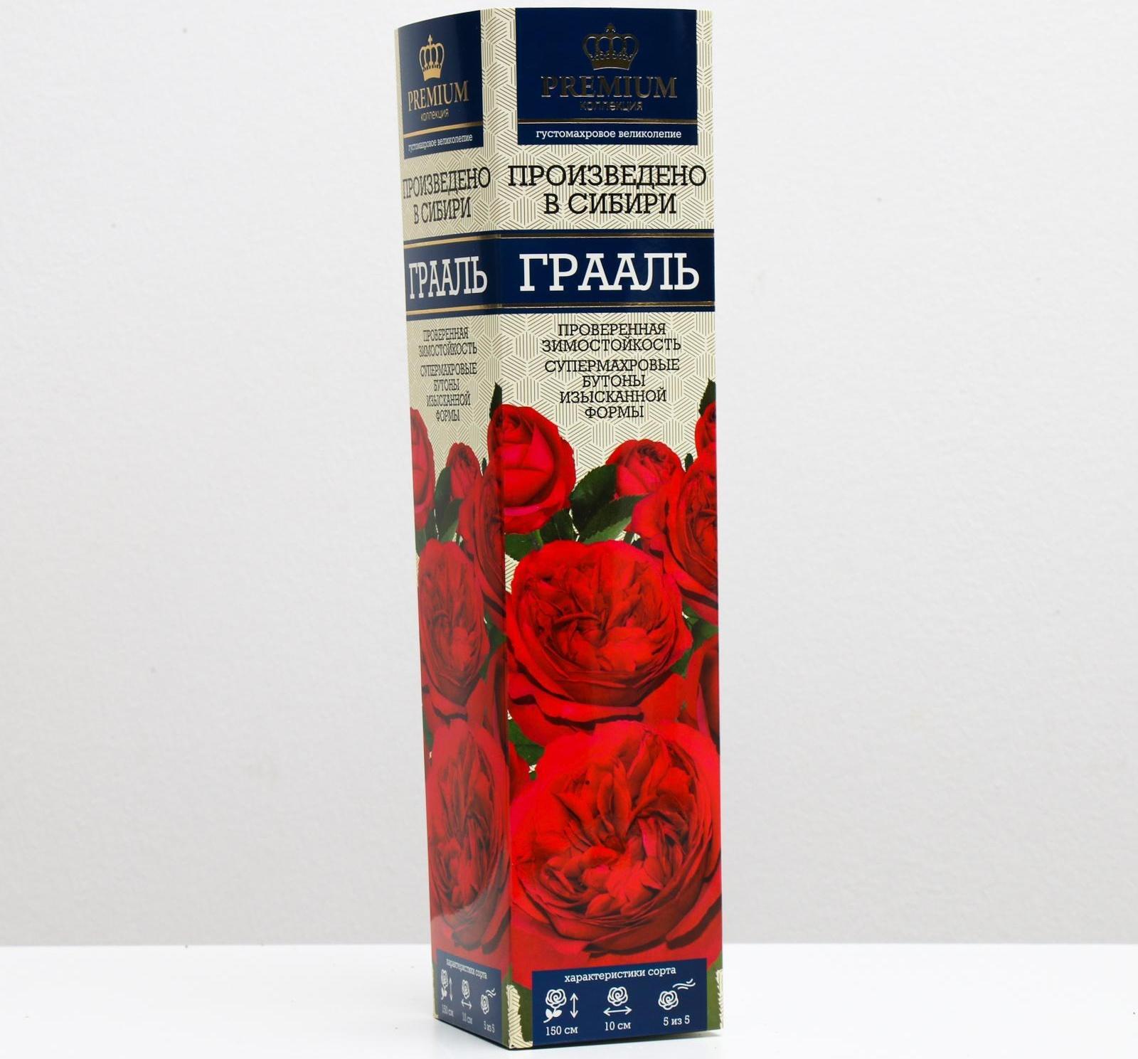 Саженец розы Грааль Весна 2024, 1 шт.