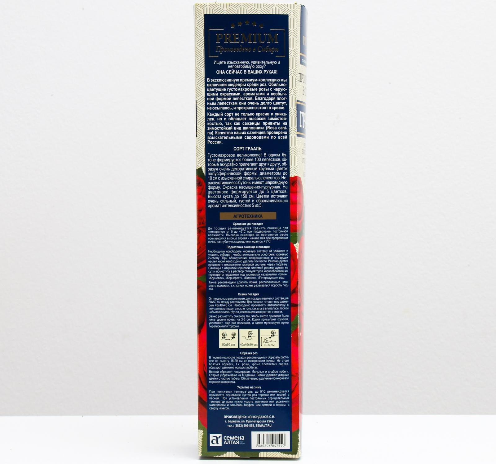 Саженец розы Грааль Весна 2024, 1 шт.