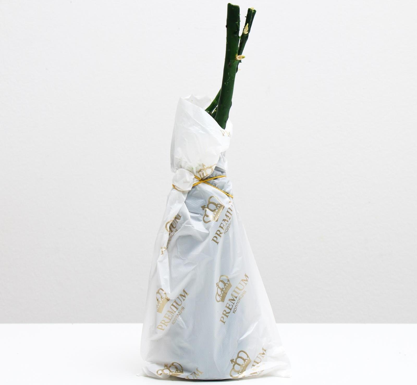 Саженец розы Грааль Весна 2024, 1 шт.