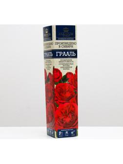 Саженец розы Грааль Весна 2024, 1 шт.