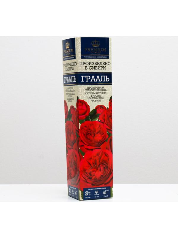 Саженец розы Грааль Весна 2024, 1 шт.