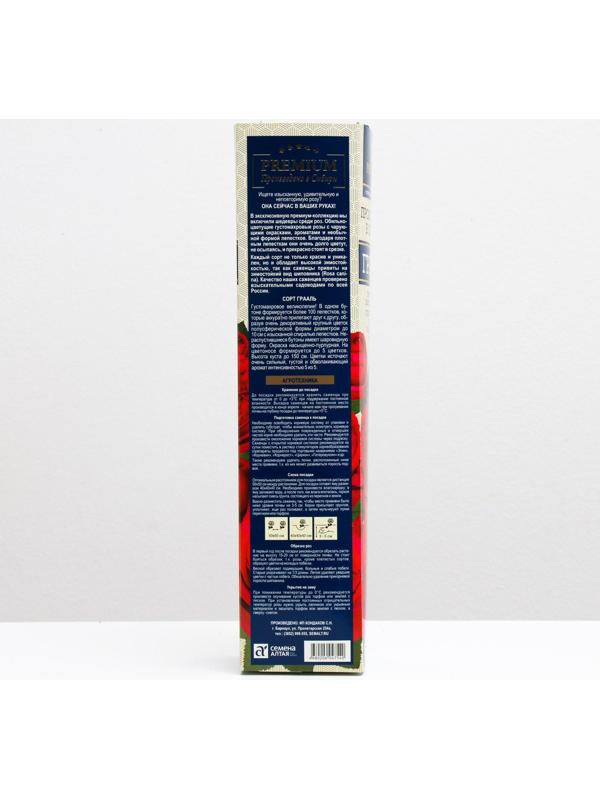 Саженец розы Грааль Весна 2024, 1 шт.