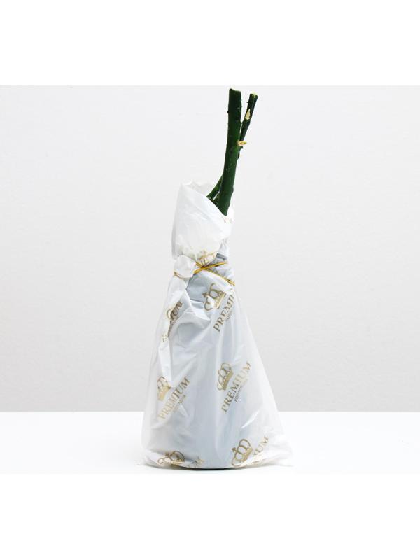 Саженец розы Грааль Весна 2024, 1 шт.