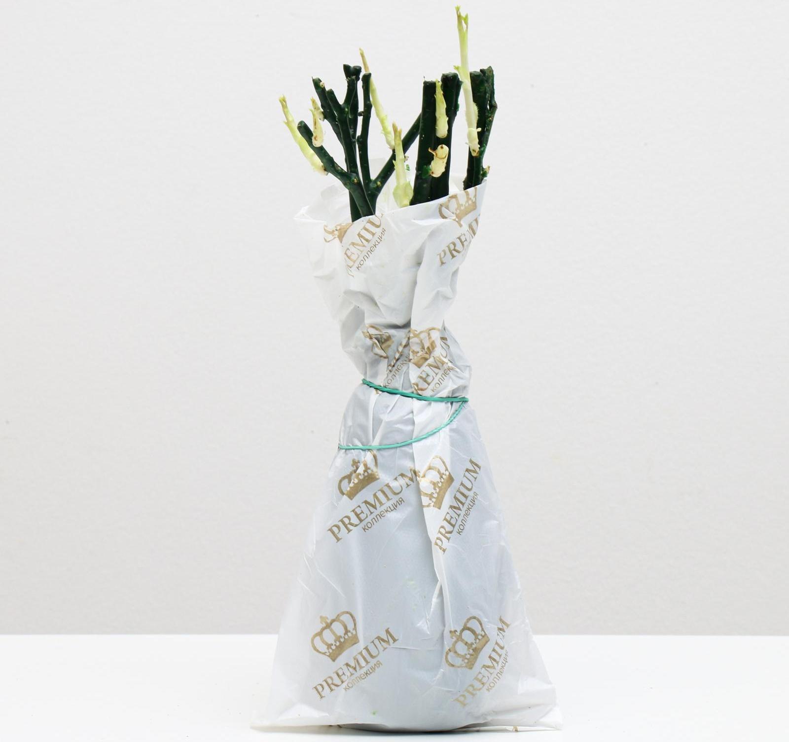 Саженец розы Найт Сити Весна 2024, 1 шт.