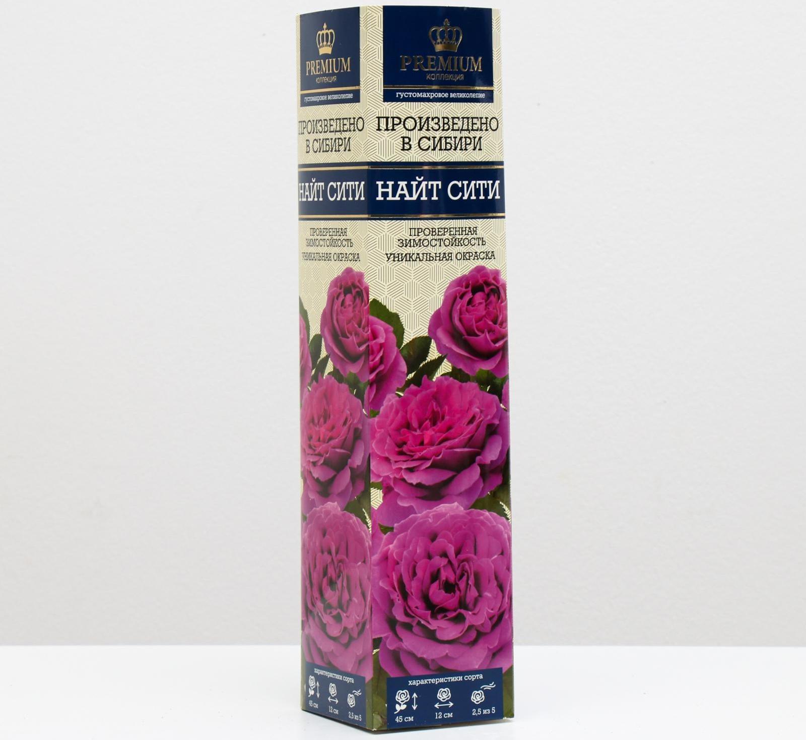 Саженец розы Найт Сити Весна 2024, 1 шт.