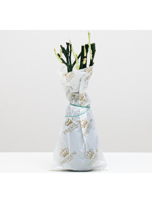 Саженец розы Найт Сити Весна 2024, 1 шт.