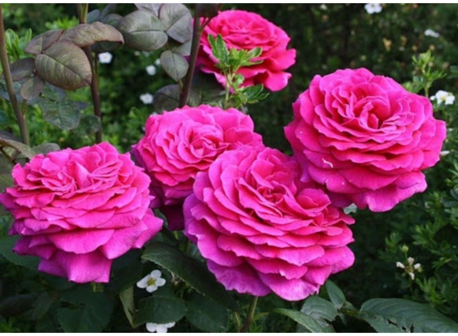 Саженец розы Фиолетовая мечта Весна 2024, 1 шт.