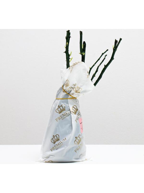 Саженец розы Фиолетовая мечта Весна 2024, 1 шт.