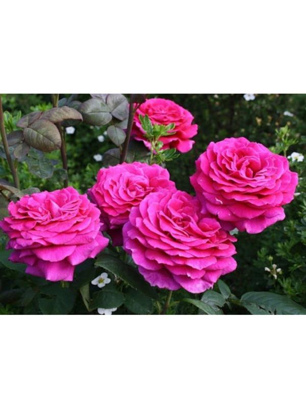 Саженец розы Фиолетовая мечта Весна 2024, 1 шт.