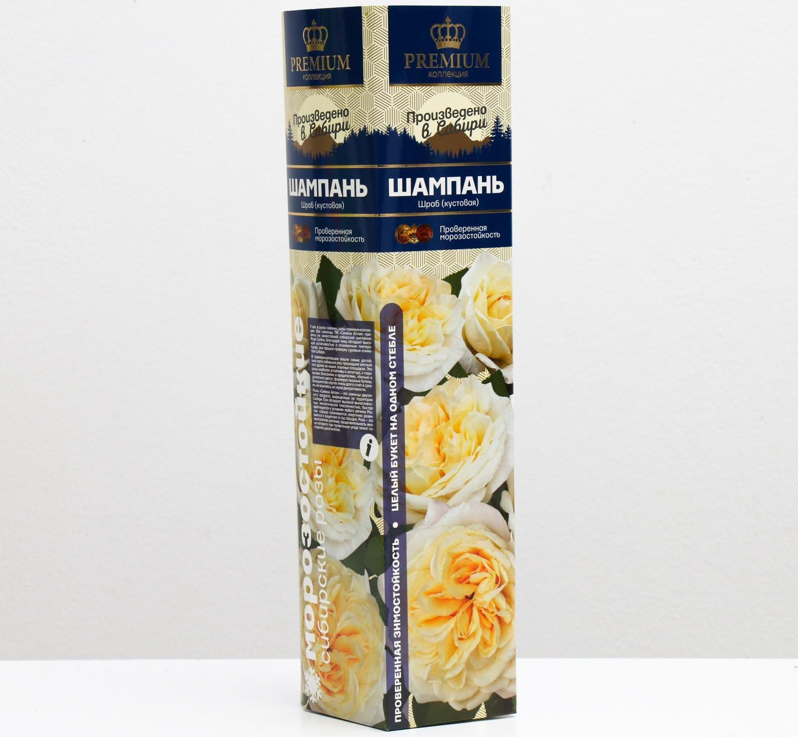 Саженец розы Шампань Весна 2024, 1 шт.