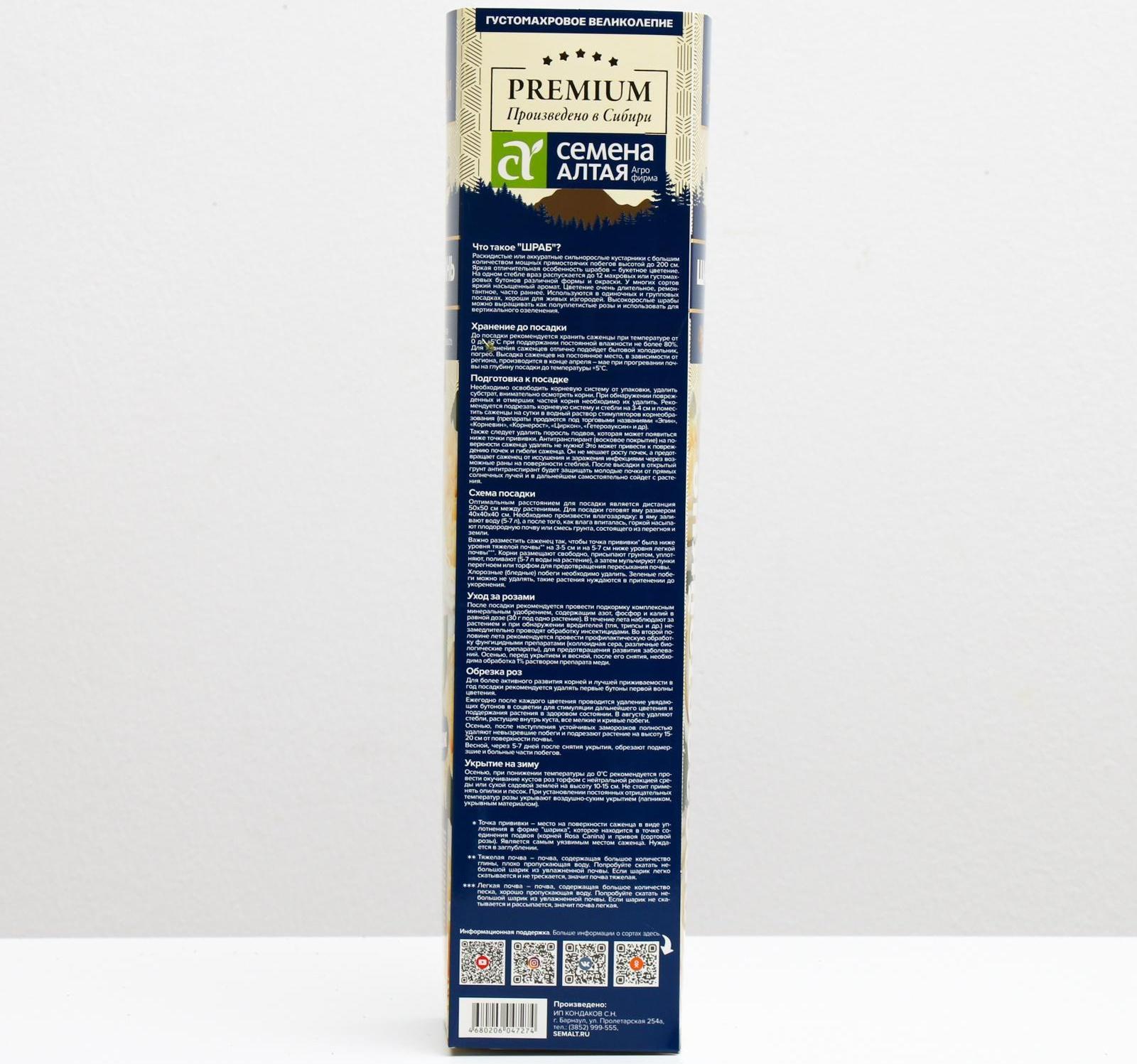 Саженец розы Шампань Весна 2024, 1 шт.