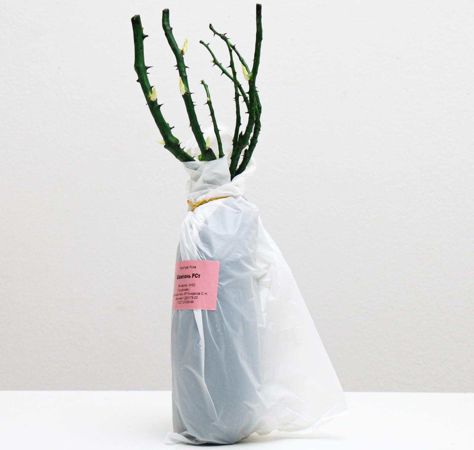 Саженец розы Шампань Весна 2024, 1 шт.