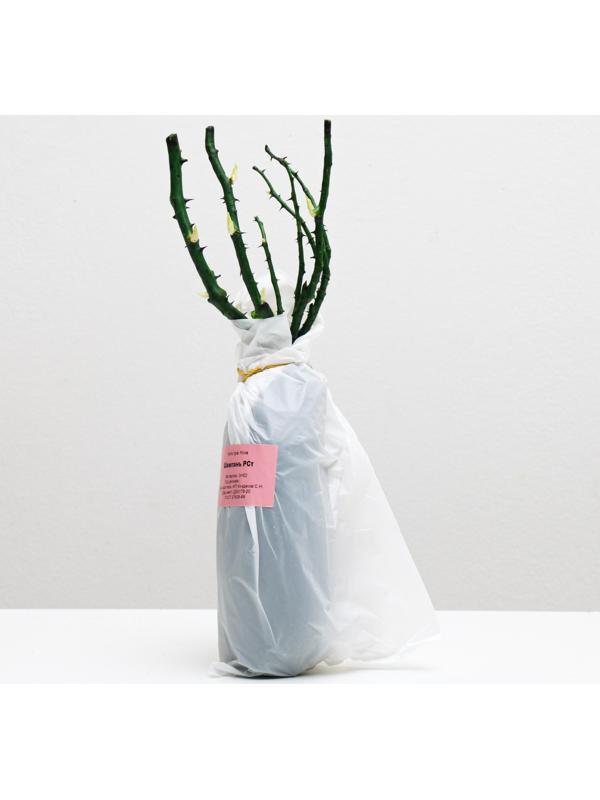 Саженец розы Шампань Весна 2024, 1 шт.