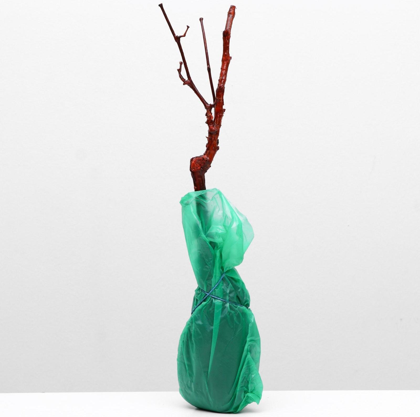 Саженец винограда Юпитер Весна 2024, 1 шт.