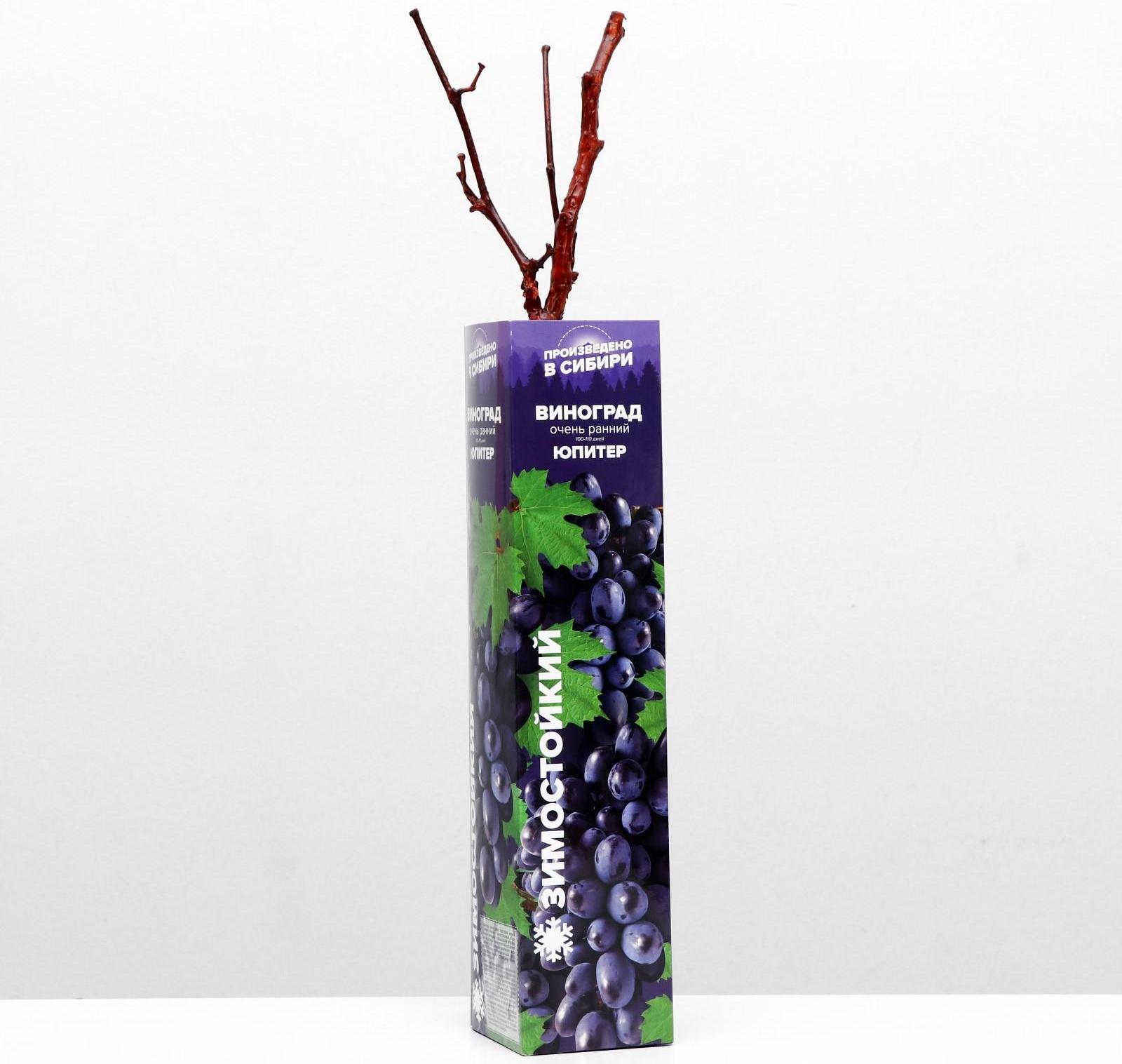 Саженец винограда Юпитер Весна 2024, 1 шт.